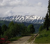 Альпийские луга - фото 8