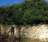 Великая Абхазская стена - фото 1