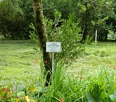Ботанический  сад в Сухуме - фото 3