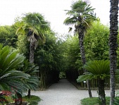 Ботанический  сад в Сухуме - фото 6