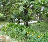 Ботанический  сад в Сухуме - фото 1