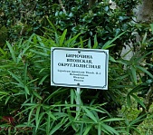 Ботанический  сад в Сухуме - фото 5
