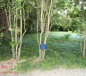Ботанический  сад в Сухуме - фото 4